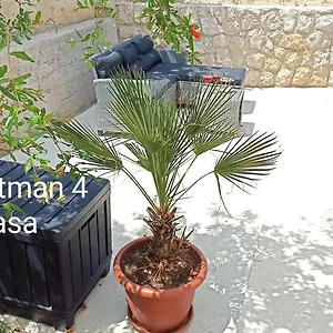Zeljka Apartman Salatic